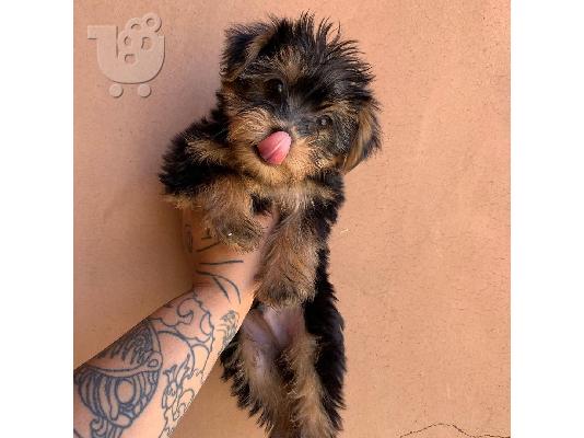 Μικρά κουτάβια Yorkie για 200 €